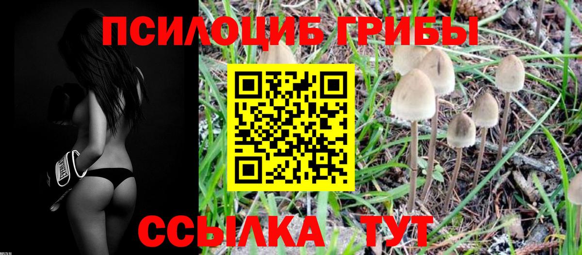 Псилоцибиновые грибы Cubensis Котовск